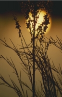 Scenics050.JPG