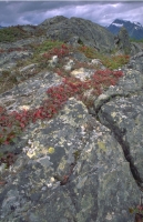 Scenics060.JPG