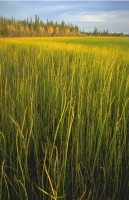 Scenics074.JPG