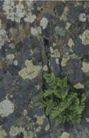 SticksAndStones004.JPG