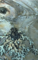 SticksAndStones020.JPG