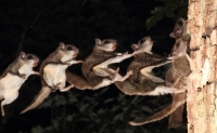 FlyingSquirrel_0023.JPG