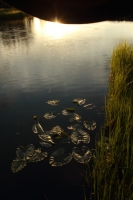 IMG_0876_V.JPG