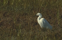 Animals002.JPG