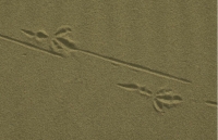 Animals004.JPG