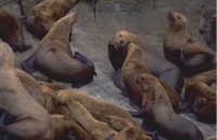 Animals006.JPG