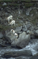 Animals020.JPG