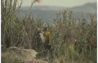 Animals021.JPG
