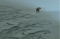 Animals025.JPG