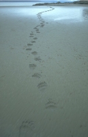 Animals027.JPG
