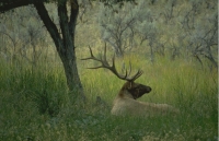 Animals028.JPG