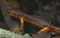 Animals030.JPG