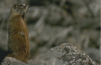 Animals032.JPG