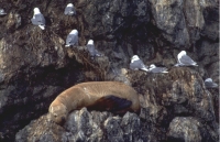 Animals036.JPG