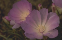 Flowers007.JPG