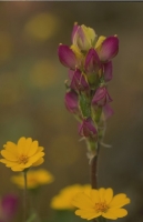 Flowers015.JPG
