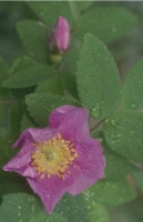 Flowers018.JPG