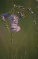 Flowers023.JPG