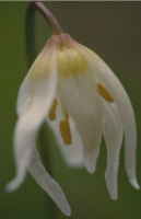 Flowers026.JPG