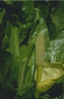 Flowers039.JPG